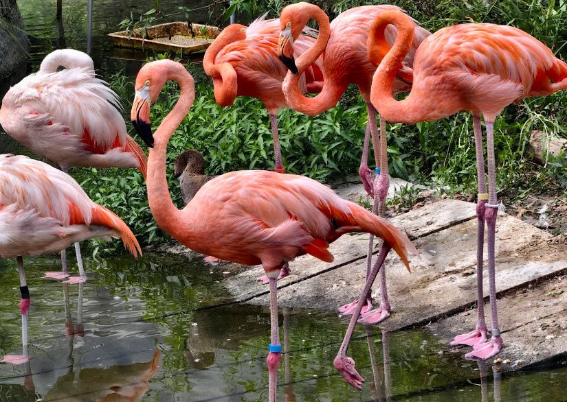 Higashiyama Zoo and Botanical Gardens, Nagoya, Japan, Japan